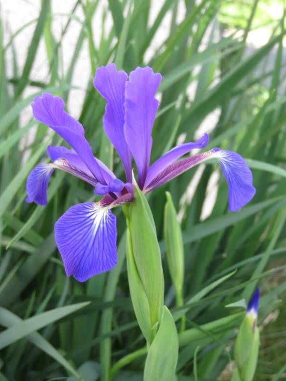 Iris 2015 555b1bbc13f60