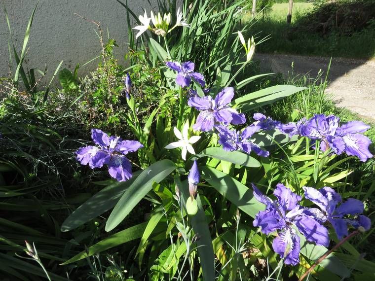 Iris 2015 555b1bffd6ad9
