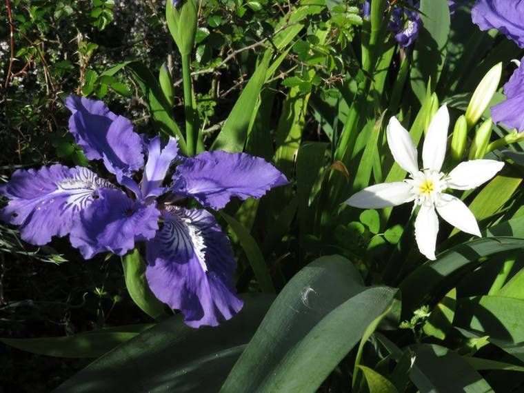 Iris 2015 555b1c2b70694