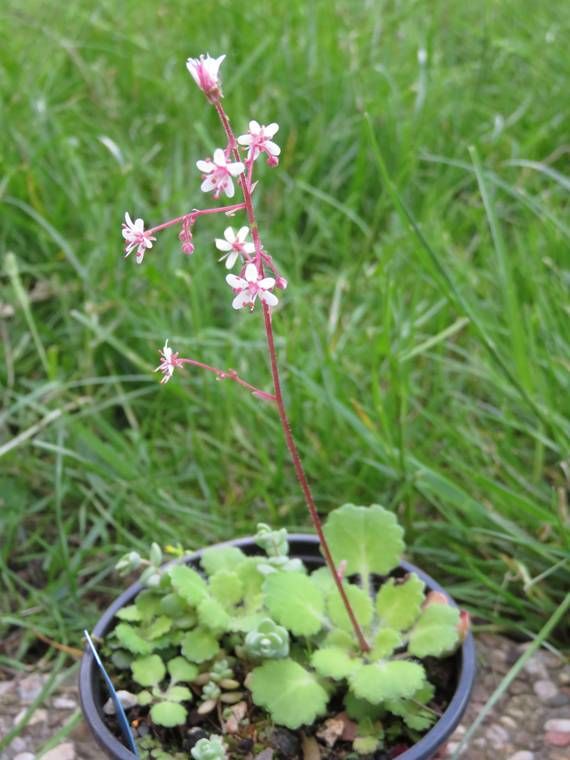 Saxifrages 2015 555cee6c57739