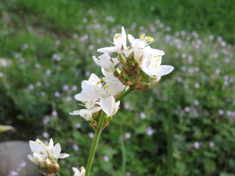 Libertia grandiflora 555cf1207852f