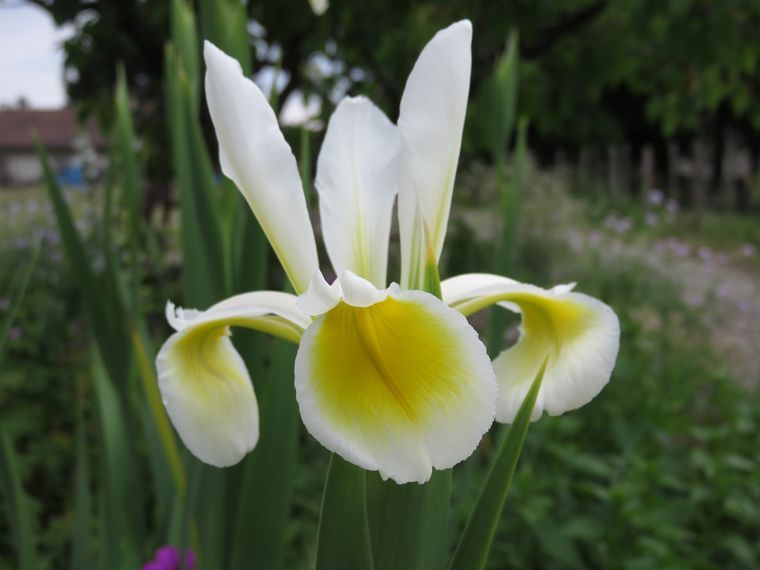 Iris 2015 - Page 2 556230f51c389