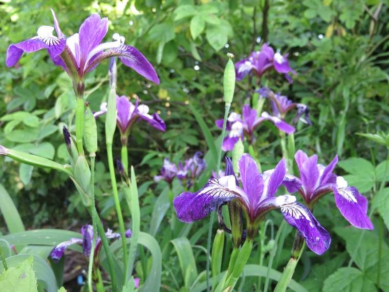 Iris 2015 - Page 3 5576f4d8282d4