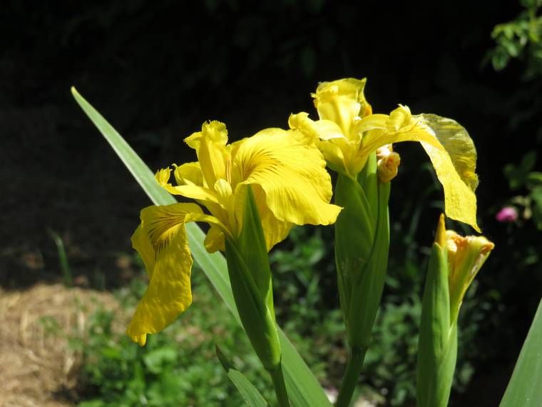 Iris 2015 - Page 3 5576f54ea8811