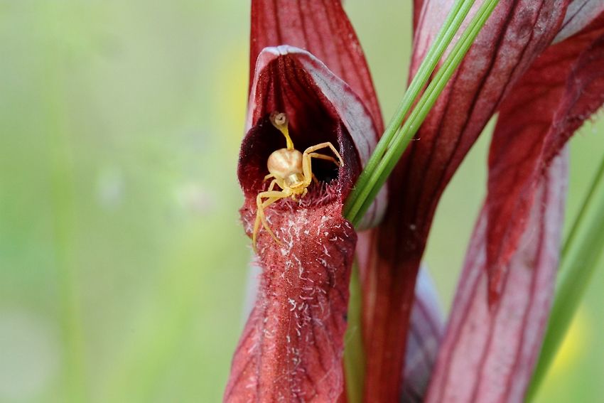 orchidées et araignées - Page 5 5af9f3eeb7f99