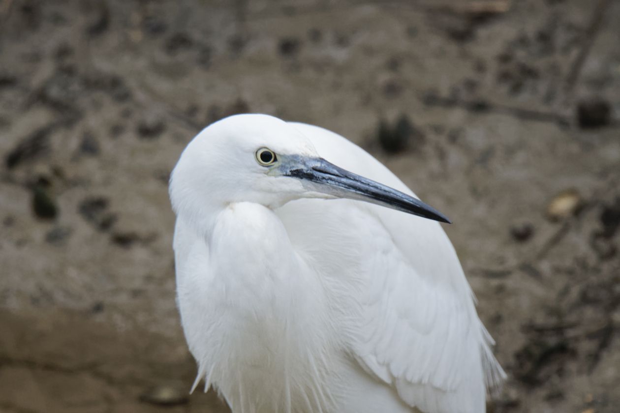 Aigrette Garzette