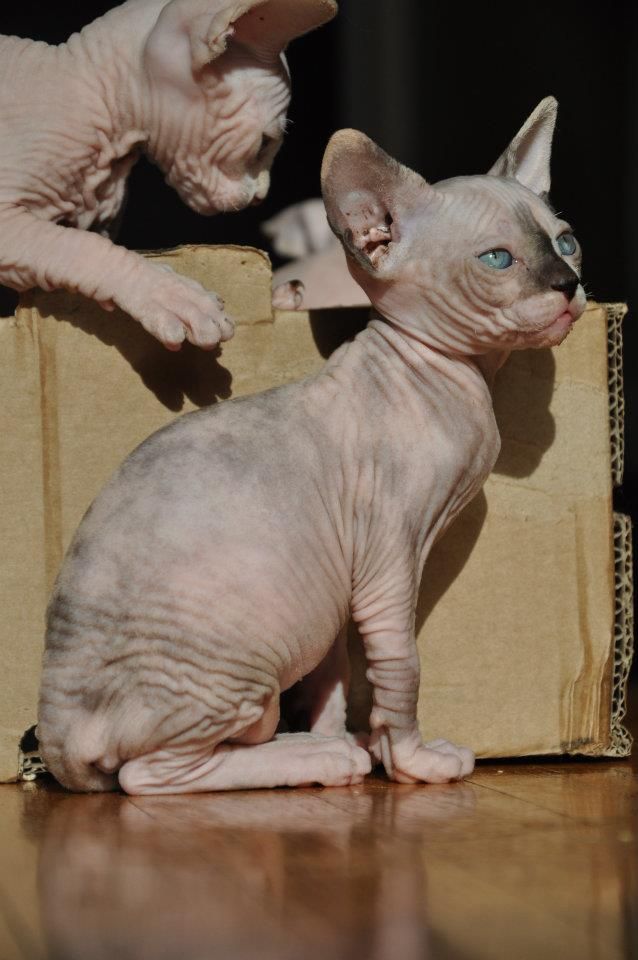 Le Metissage Clandestino Elevage De Chat Sphynx Pres De Toulouse