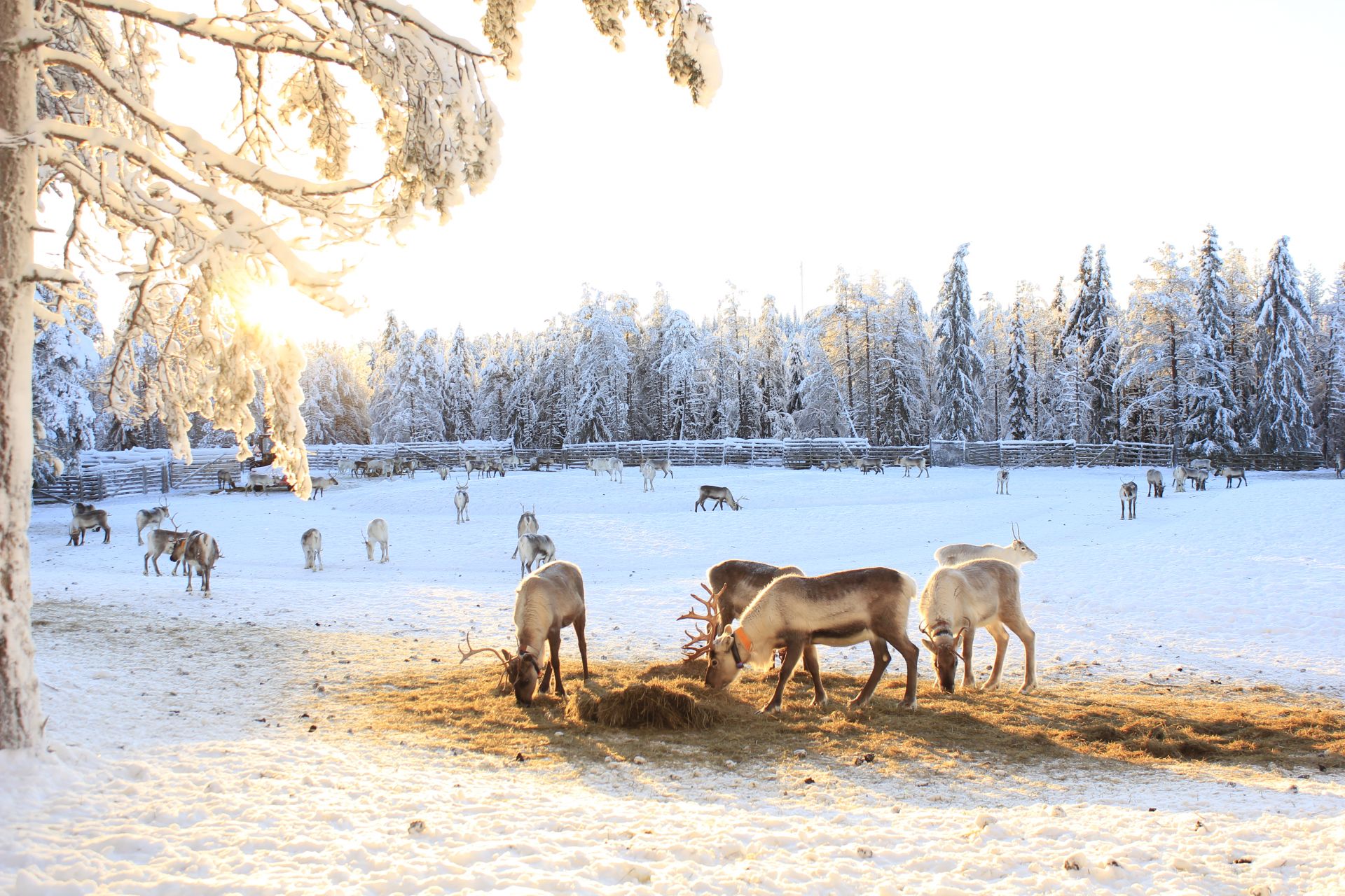 Vacanță în Laponia lui Moș Crăciun: poveste de iarnă în familie!