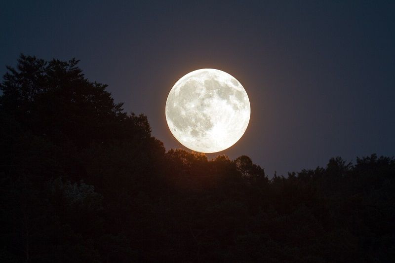Photo d'une pleine lune au-dessus des arbres.