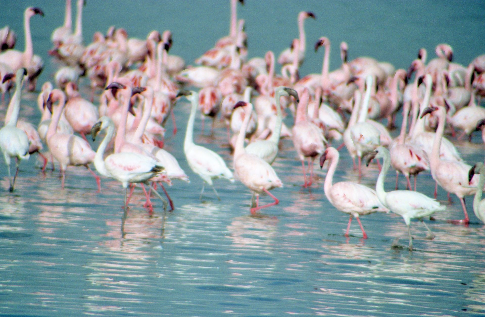 Flamands roses