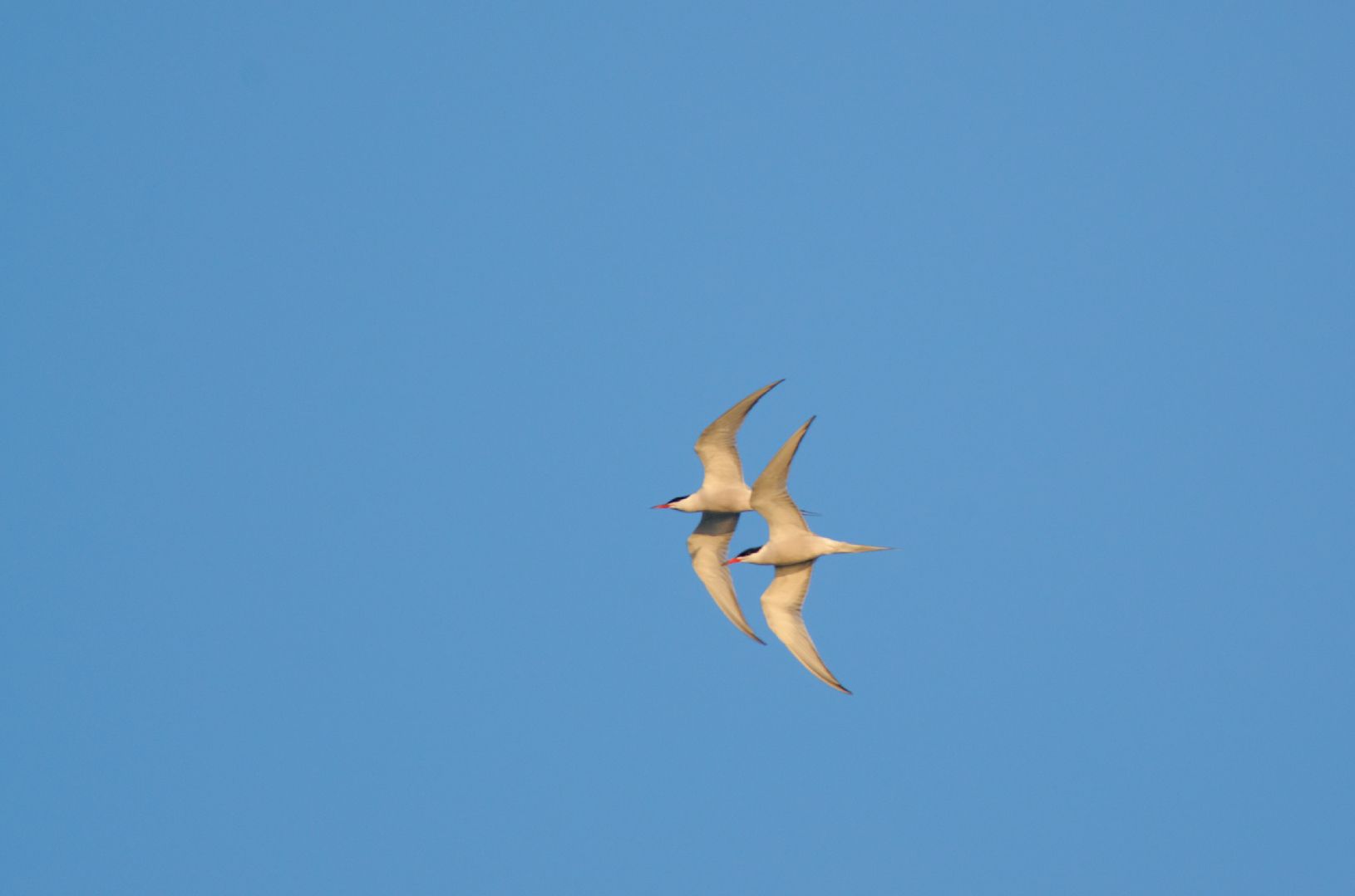 Couple de sternes pierregarins