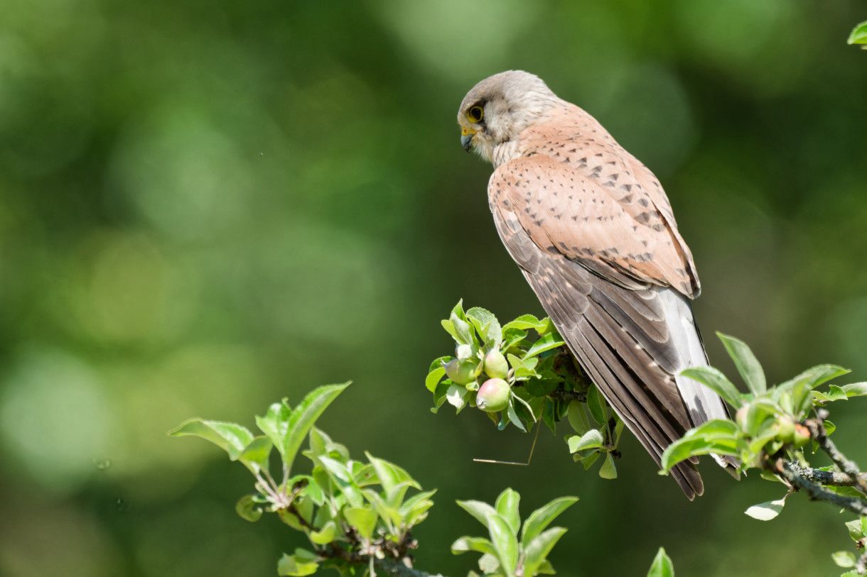Faucon crécerelle ♂ - Falco tinnunculus - Common Kestrel
