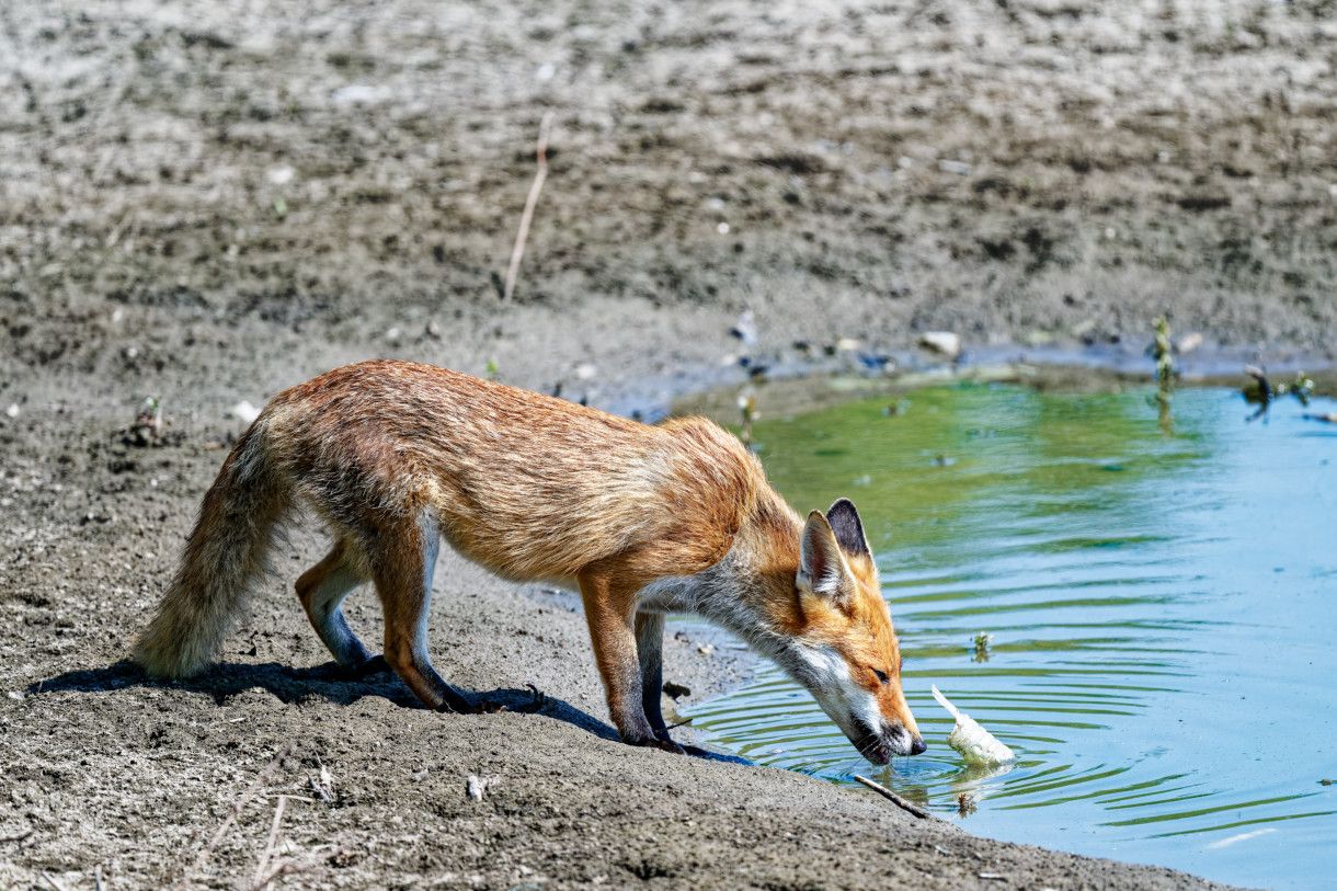 Renard roux - Vulpes vulpes - Red Fox
