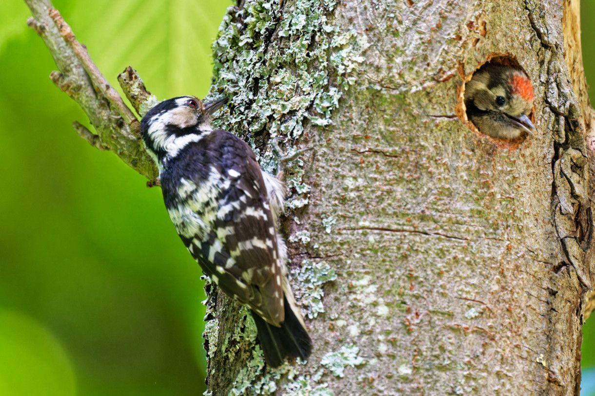 Pic épeichette ♀ - Dryobates minor - Lesser Spotted Woodpecker