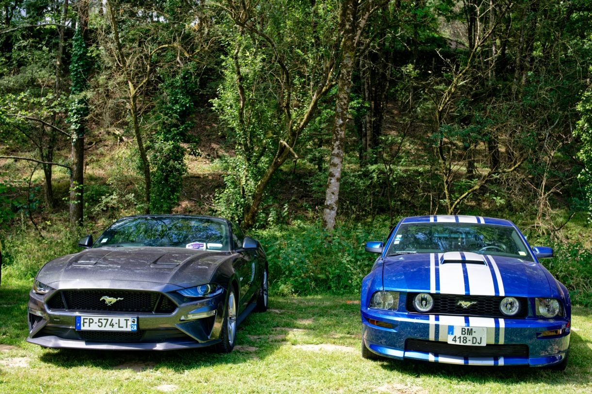 Fords Mustangs