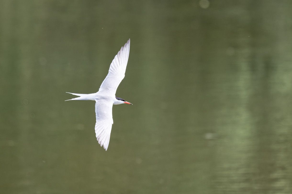 Sterne pierregarin - Sterna hirundo - Common Tern