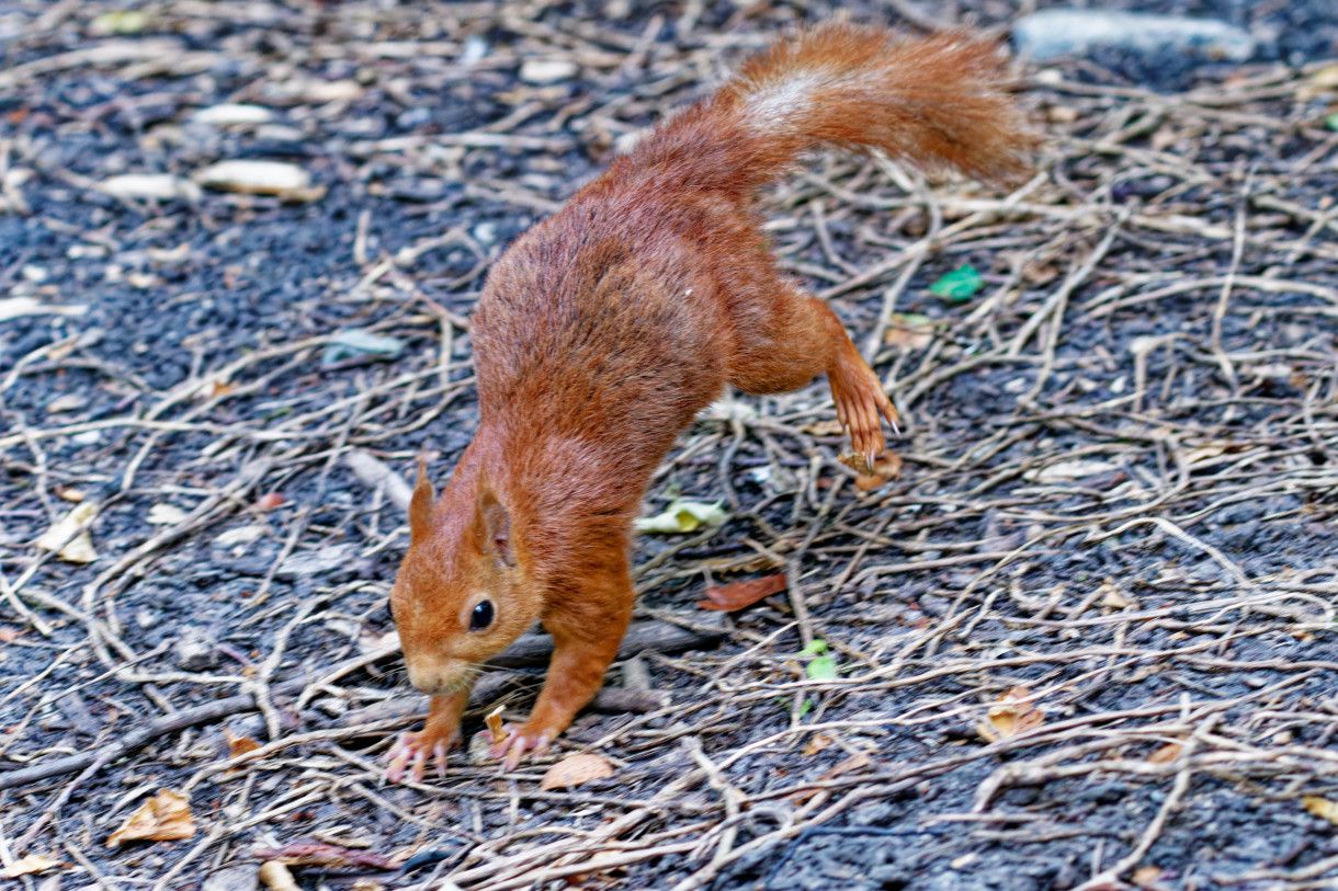 Ecureuil roux -  Sciurus vulgaris - Eurasian Red Squirrel