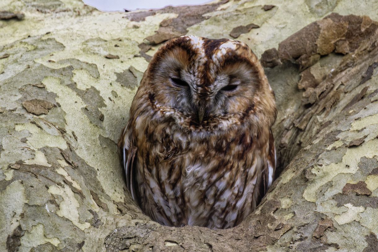 Chouette hulotte - Strix aluco - Tawny Owl