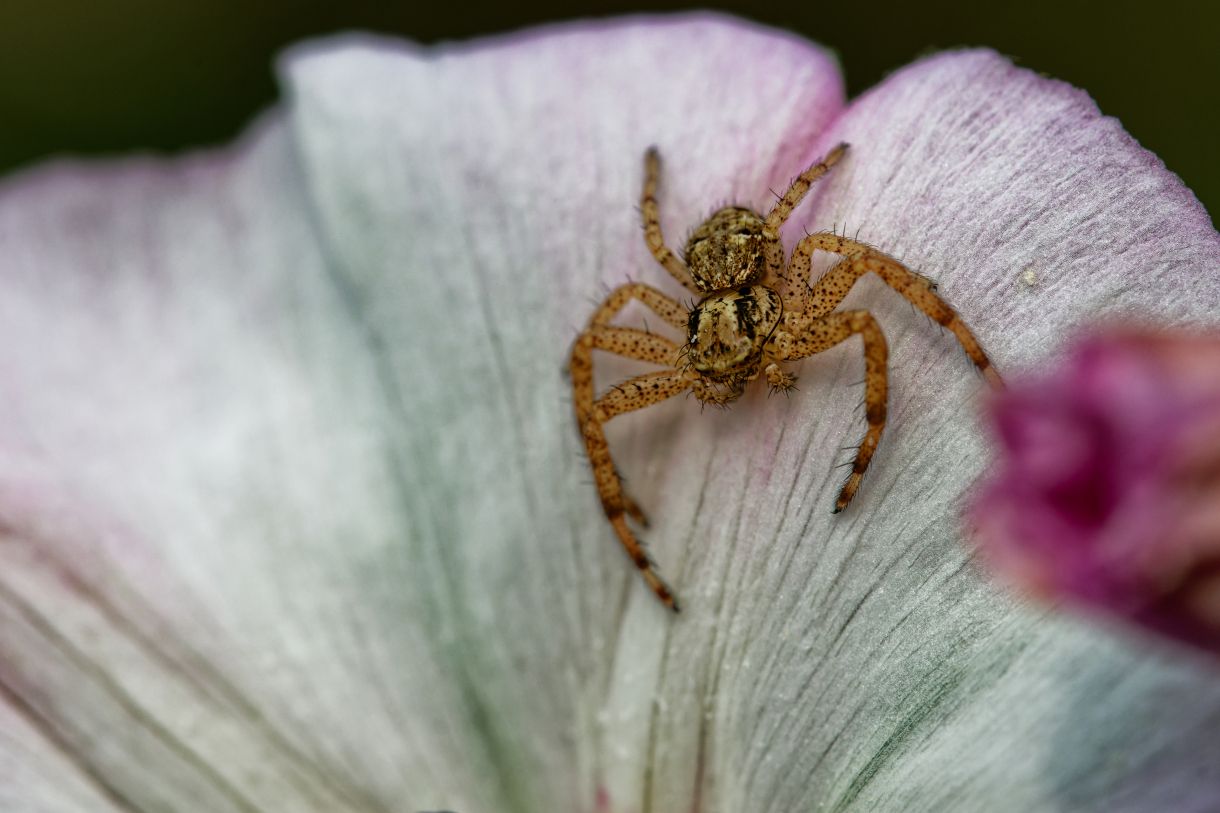 Araignée sur fleur blanche