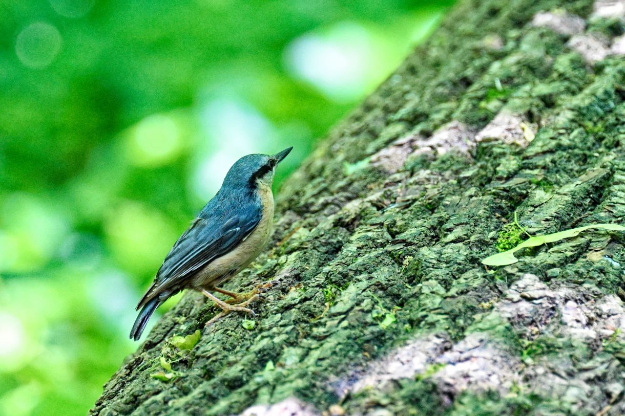 Sittelle torchepot - Sitta europaea - Eurasian Nuthatch