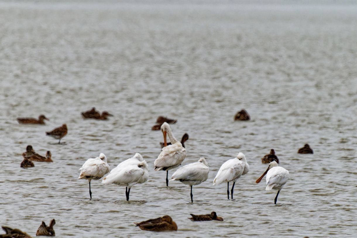 Spatules blanches - Platalea leucorodia - Eurasian Spoonbill