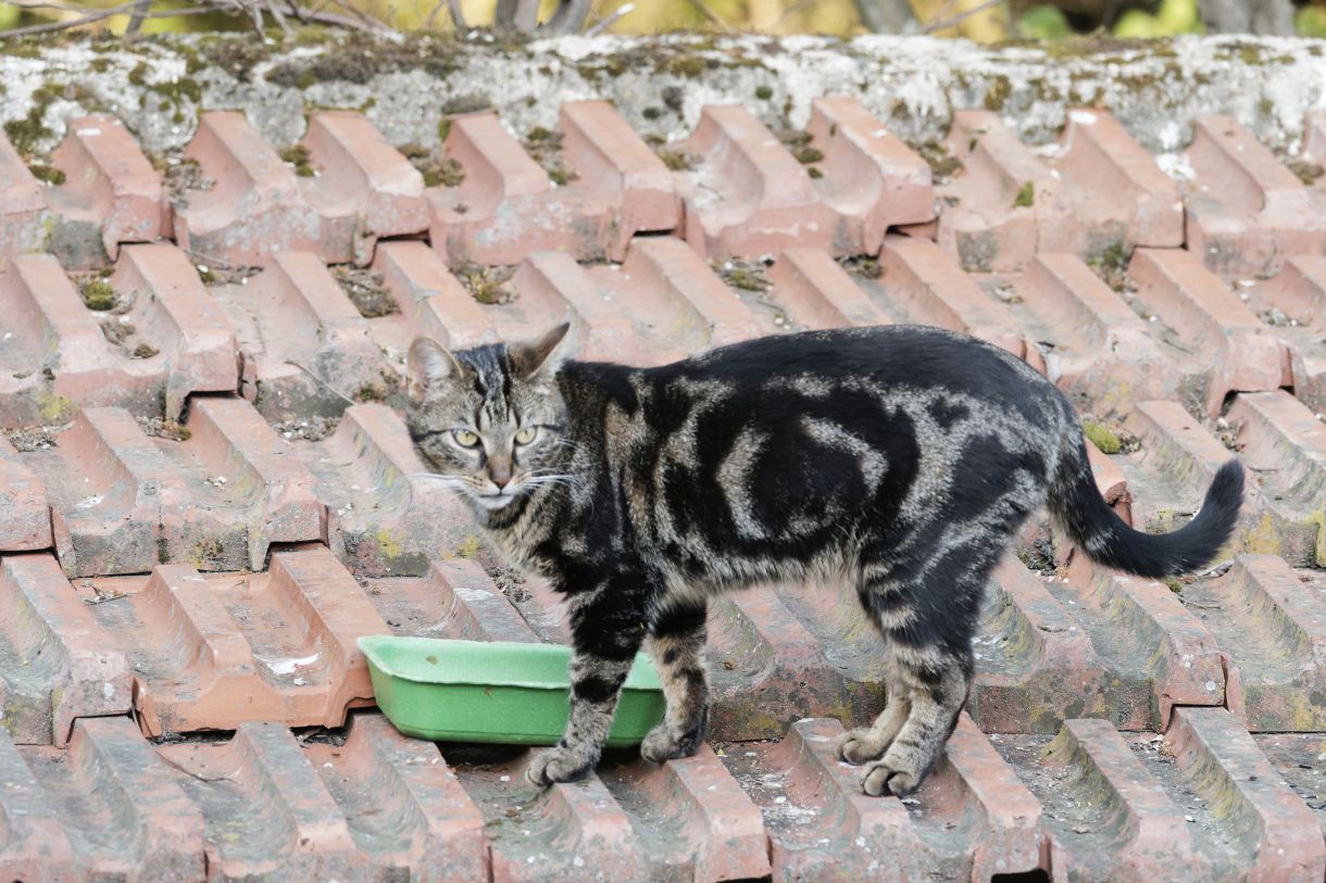 Chat européen