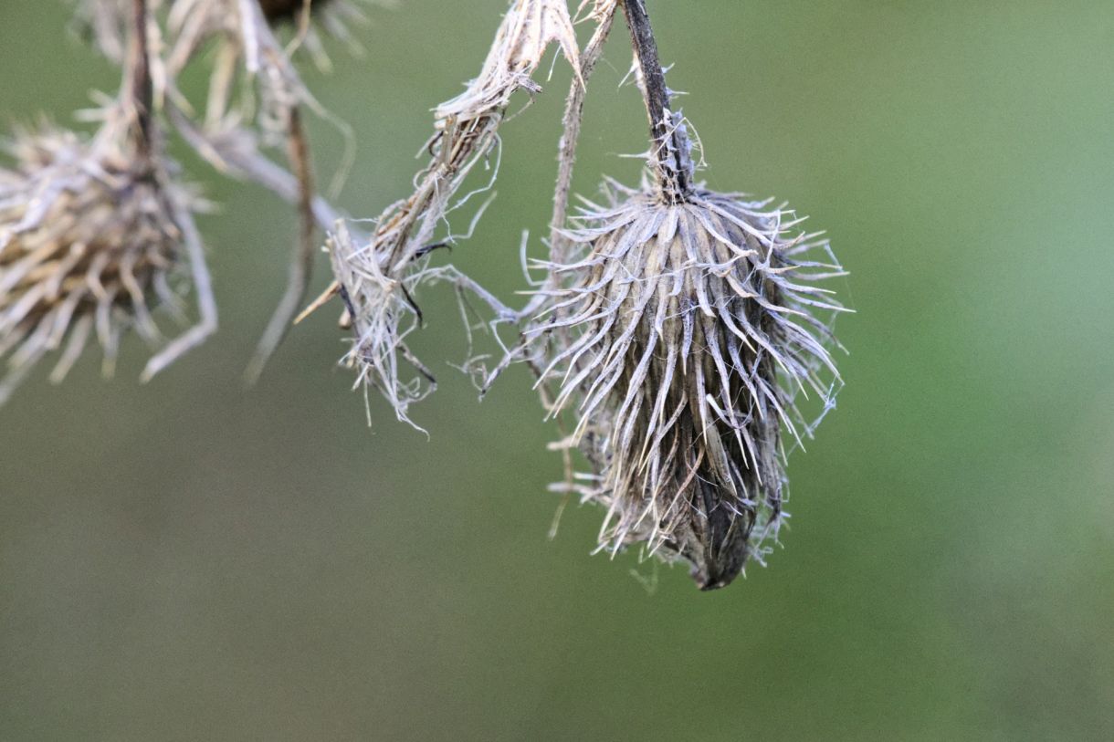 Bardane à petites têtes (Arctium minus)
