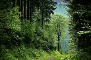Forêt