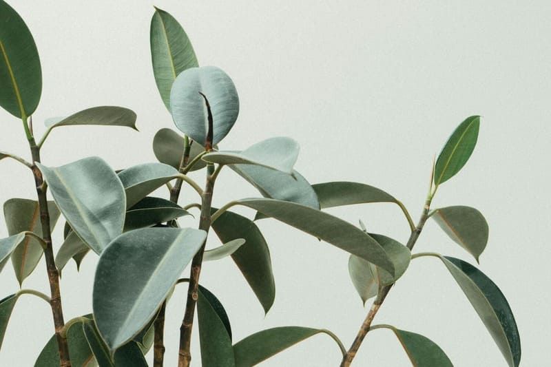 Des plantes vertes dans un bureau