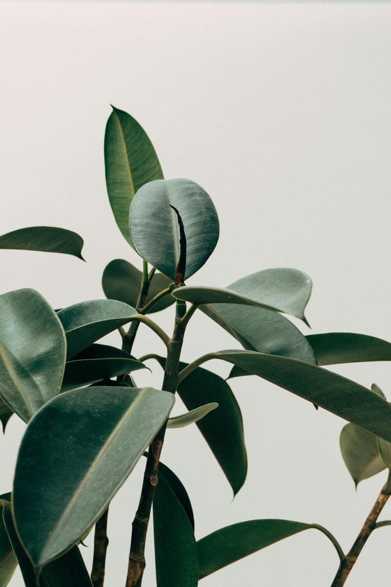 Une plante verte dans un bureau
