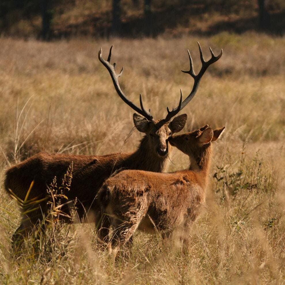 Deux cerfs se baladent dans une foret