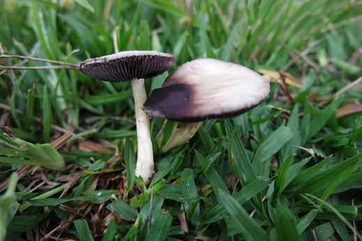 psilocybe cyanescens séché