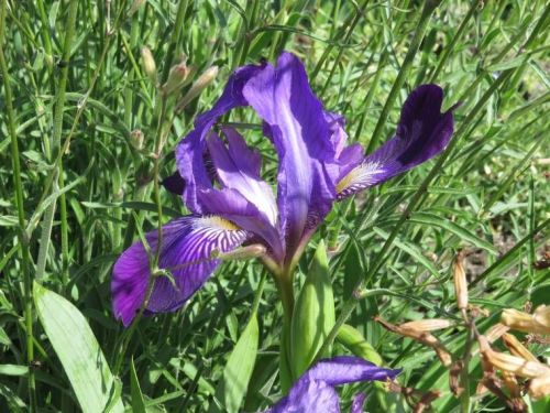 Iris 2015 5540d35037914