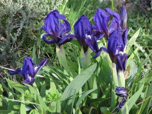 Iris 2015 5540d40add931