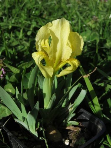Iris 2015 5540d419c7f76