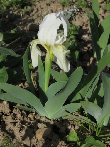 Iris 2015 5540d42f9538d