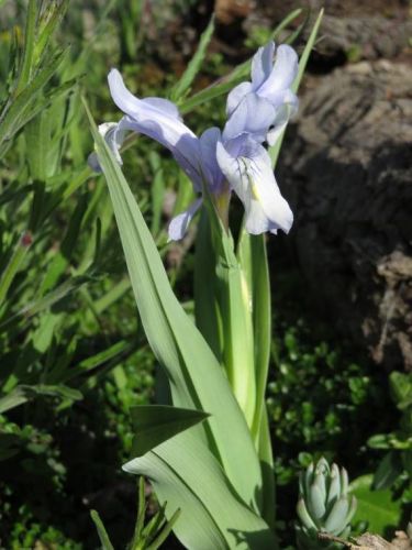 Iris 2015 5540d47b073d7