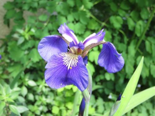 Iris 2015 555b1c9c54ca9