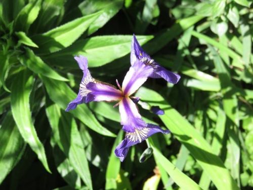 Iris 2015 555b1caca7c76