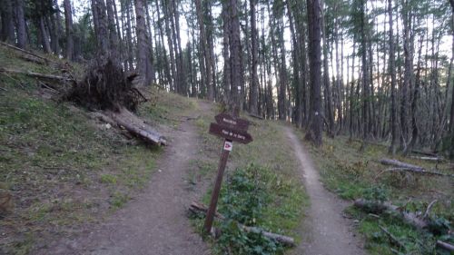 dent de lievre