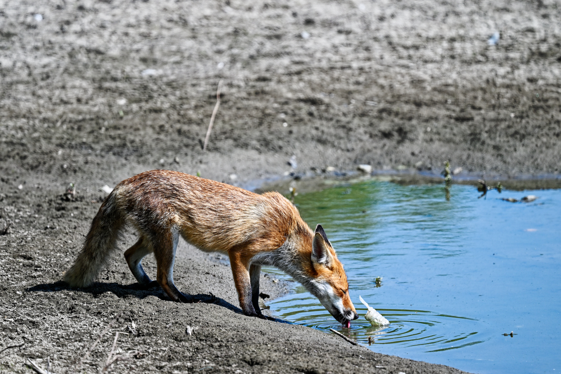 Renard roux - Vulpes vulpes - Red Fox