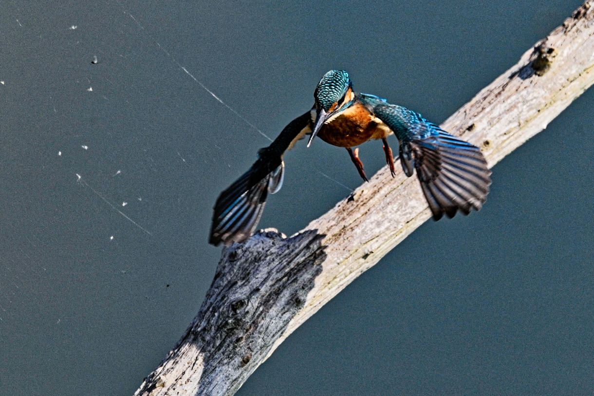 Martin-pêcheur d'Europe - Alcedo atthis - Common Kingfisher