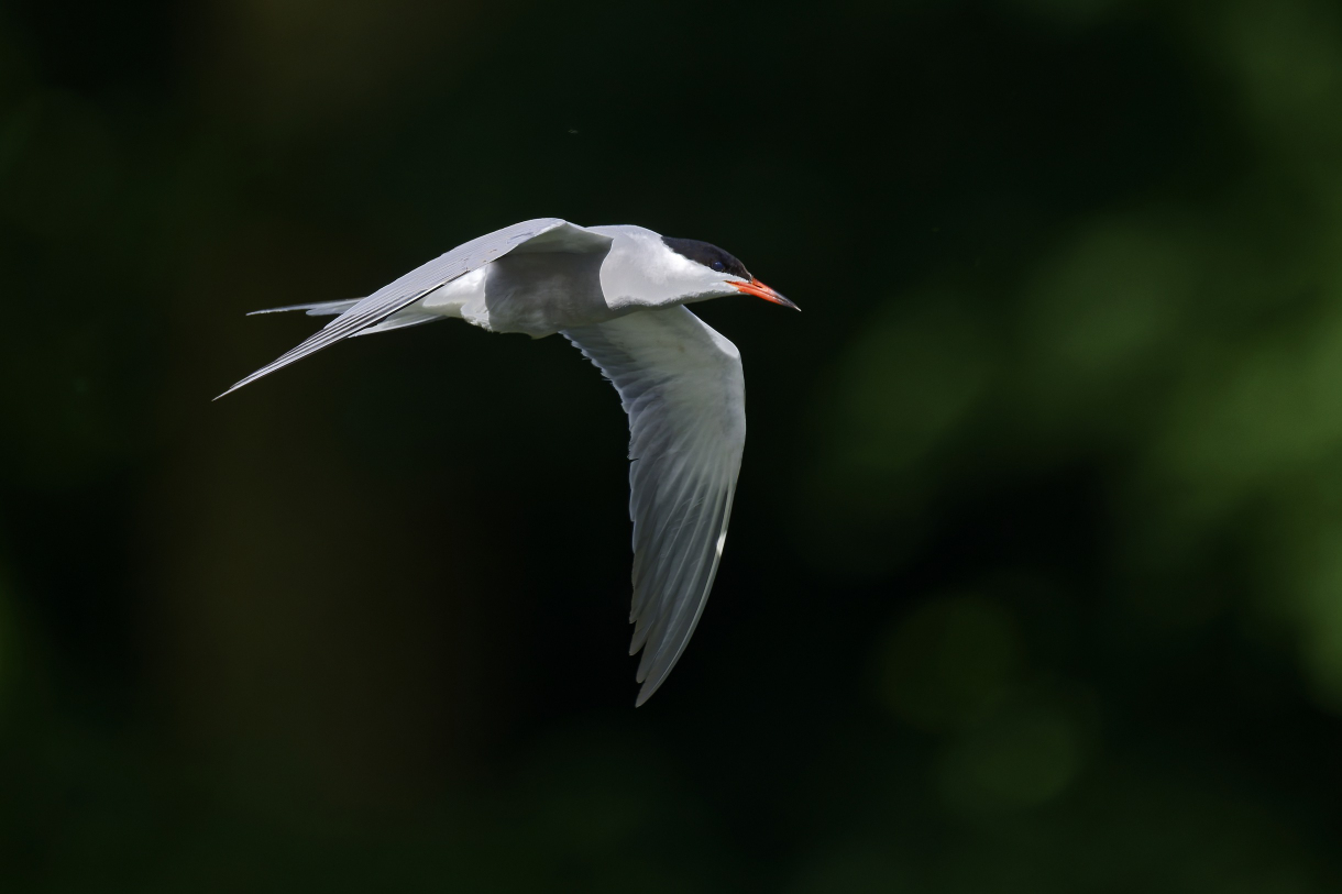 Sterne pierregarin - Sterna hirundo - Common Tern