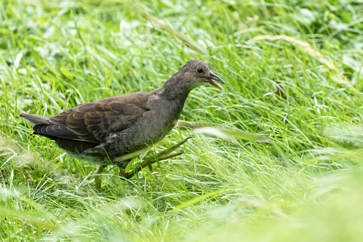 Gallinule poule-d'eau juvénile - Gallinula chloropus - Common Moorhen<br>Région Parisienne