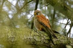 Faucon crécerelle ♂ - Falco tinnunculus - Common Kestrel<br>Région Parisienne