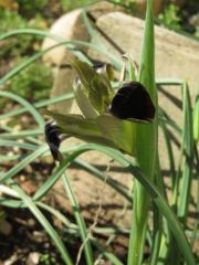 Iris tuberosa 54f4cac5b7f9f