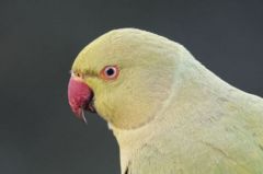 Perruche à collier - Psittacula krameri - Rose-ringed Parakeet<br>Région parisienne