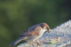 Moineau domestique - Passer domesticus - House Sparrow<br>Région parisienne