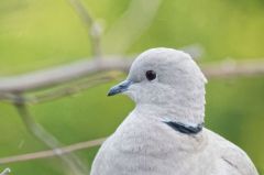 Tourterelle turque - Streptopelia decaocto - Eurasian Collared Dove<br>Région parisienne