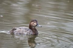 Fuligule à bec cerclé (♀)- Aythya collaris - Ring-necked Duck<br>Région parisienne
